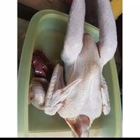 Gambar ayam kampung segar jual per ekor dari IKAN BASAH RIZAL undefined 1 Tokopedia