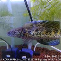 Gambar channa aurantimaculata dari indra aqua bird 2 undefined 2 Tokopedia