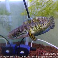 Gambar channa aurantimaculata dari indra aqua bird 2 undefined 4 Tokopedia