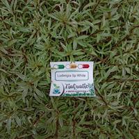 Gambar Ludwigia Sp White - Tanaman Stemplant Aquascape Aquarium dari ziaquaticplant undefined 2 Tokopedia