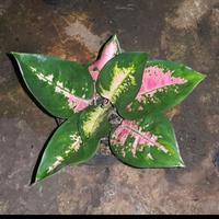 Gambar tanaman hias aglonema kocin, bunga aglo tanaman hidup dari Rahayu.Shop05 undefined 1 Tokopedia