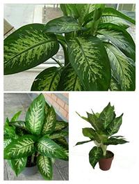 Gambar AGLAONEMA SRI REJEKI DAUN BAHAGIA TANAMAN HIAS dari Shevia shop_NEW undefined 1 Tokopedia