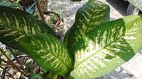 Gambar AGLAONEMA SRI REJEKI DAUN BAHAGIA TANAMAN HIAS dari Shevia shop_NEW undefined 3 Tokopedia
