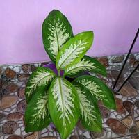 Gambar AGLAONEMA SRI REJEKI DAUN BAHAGIA TANAMAN HIAS dari Shevia shop_NEW undefined 2 Tokopedia