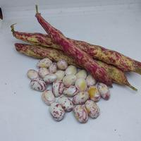 Gambar kacang jogo kulit.kualitas super dari kios sayur segar adrian undefined 3 Tokopedia