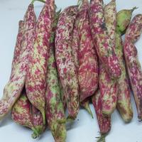 Gambar kacang jogo kulit.kualitas super dari kios sayur segar adrian undefined 1 Tokopedia