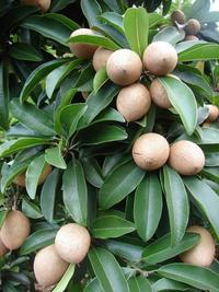 Gambar PUPUK BUAH SAWO BIO DJAVA, PUPUK ORGANIK PELEBAT BUAH DAN BUNGA dari Kebun Urban Store undefined 2 Tokopedia