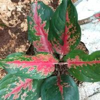 Gambar Tanaman Hias Aglonema Red Kocin | Pohon Aglonema Red Kocin dari Taman Jaya Hijau undefined 1 Tokopedia