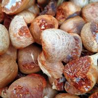 Gambar Buah pinang kering/Jambe kering 1kg dari KEBONSIEMA undefined 2 Tokopedia