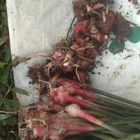 Gambar Bibit jahe merah dari KEBONSIEMA undefined 3 Tokopedia