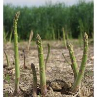 Gambar Bibit Unggul Asparagus Mary Washington|Benih Asparagus Mary Washington dari Sunnybeach undefined 3 Tokopedia