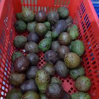 Gambar GROSIR MURAH 1kg Buah Alpukat Mentega Best Quality Avocadron Avocado dari Deandre Fruit Market1 undefined 3 Tokopedia
