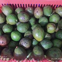 Gambar GROSIR MURAH 1kg Buah Alpukat Mentega Best Quality Avocadron Avocado dari Deandre Fruit Market1 undefined 2 Tokopedia