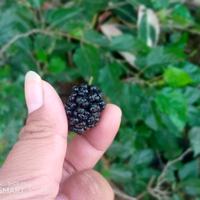 Gambar bibit buah murbei dari Zain Flower's undefined 2 Tokopedia