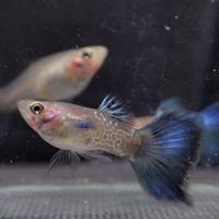 Gambar guppy snake skin blue tail dari yuda guppy botom undefined 3 Tokopedia