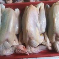 Gambar AYAM KAMPUNG MEDIUM 800-900 gr dari AYAM KAMPUNG SURABAYA undefined 2 Tokopedia