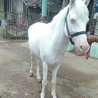 Gambar hewan kuda putih eksotis dari alfarizihorse undefined 1 Tokopedia