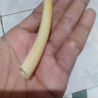 Gambar pipa rokok tulang iga duyung dari Haidar Art undefined 2 Tokopedia