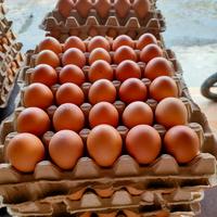 Gambar telur ayam eropa dari buana plastik undefined 2 Tokopedia