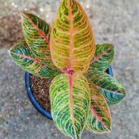 Gambar bunga aglonema Kresna golden super_bunga hias dari RANTING HIJAU undefined 1 Tokopedia
