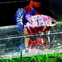 Gambar Ikan Cupang Hias Nemo fancy/Candy (100% sama seperti di foto,) dari GUPPY GUNUNG undefined 1 Tokopedia