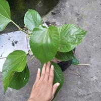 Gambar bibit tanaman buah long murbei dari Agro Bibit Cham undefined 3 Tokopedia
