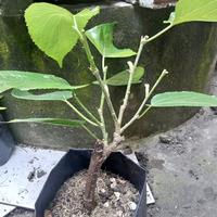 Gambar bibit tanaman buah long murbei dari Agro Bibit Cham undefined 2 Tokopedia