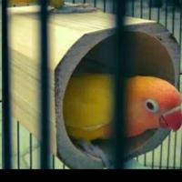 Gambar gelodok burung Lovebird bambu dari pojok.Unik undefined 2 Tokopedia