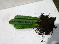 Gambar Kaktus Cereus Tetragonus dari CV The Cactus undefined 3 Tokopedia
