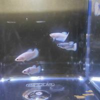 Gambar ikan cupang blue rim female dari fish_91 undefined 1 Tokopedia