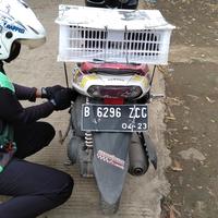 Gambar Kelinci Rex bulu karpet remaja (3). dari Berkah Rabbit Wonk undefined 2 Tokopedia