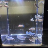 Gambar ikan cupang blue rim female dari fish_91 undefined 3 Tokopedia