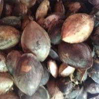 Gambar Jual Ketapang Kering perkarung 20kg TERLARIS-PAKAN BURUNG dari Central Kebun Kita undefined 2 Tokopedia