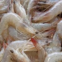 Gambar udang peci /udang laut dari judin udang segar pademangan undefined 2 Tokopedia