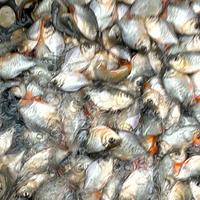 Gambar bibit ikan bawal dari Arya fish undefined 2 Tokopedia