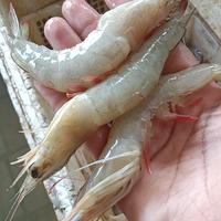 Gambar udang peci /udang laut dari judin udang segar pademangan undefined 3 Tokopedia
