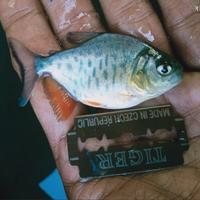Gambar bibit ikan bawal dari Arya fish undefined 1 Tokopedia