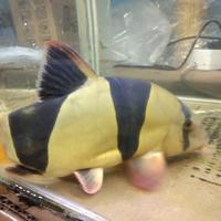 Gambar ikan botia dari Qyubin aquatic undefined 4 Tokopedia
