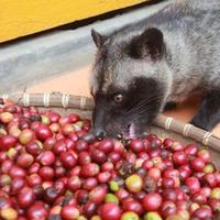 Gambar Kopi Luwak Ciwidey Arabica - Giling Halus dari CIWIDEY LUWAK COFFEE undefined 3 Tokopedia