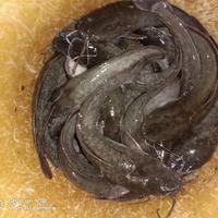 Gambar ikan lele isi 6-7 perkilo dari toko ikan lele segar undefined 1 Tokopedia