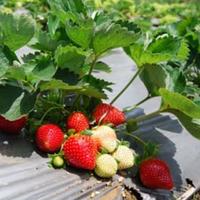 Gambar Tanaman hidup buah strawberry dari TAMAN ARYA 19 undefined 2 Tokopedia