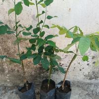Gambar bibit pohon katuk herbal murah dari Anugrah herbal99 undefined 1 Tokopedia