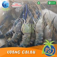 Gambar Udang Galah Segar BESAR sz 4-6 Ekor / Udang galah Fresh / Udang murah dari Pasar Seafood Jakarta undefined 3 Tokopedia
