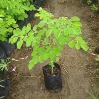 Gambar DAUN KELOR, daun kelor segar fresh bahan herbal dari Laleurlanang undefined 1 Tokopedia
