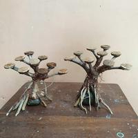Gambar bonsai aquascape tanpa moss dari AQUADIYS AQUARIUM undefined 2 Tokopedia
