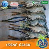 Gambar Udang Galah Segar BESAR / Udang galah Fresh - Segar (Size 7-9Ekor) - 500 gram dari Pasar Seafood Jakarta undefined 1 Tokopedia