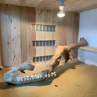 Gambar Tangkringan iguana kadal bahan kayu kopi dari AST bird shop undefined 5 Tokopedia