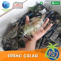 Gambar Udang Galah Segar BESAR sz 4-6 Ekor / Udang galah Fresh / Udang murah dari Pasar Seafood Jakarta undefined 1 Tokopedia