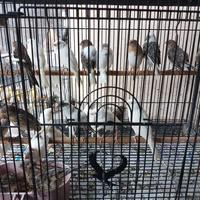 Gambar Burung Kenari dari Gondang kenari undefined 5 Tokopedia
