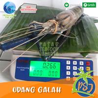Gambar Udang Galah Segar BESAR sz 4-6 Ekor / Udang galah Fresh / Udang murah dari Pasar Seafood Jakarta undefined 2 Tokopedia